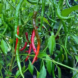 Chilli Pepper Vindaloo F1 Hybrid Seeds