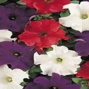 Petunia Express Patriot Mixed F1 Hybrid Seeds - Reduced due to short date