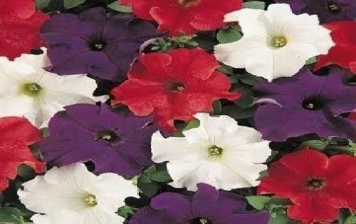 Petunia_-_Express_Patriot_Mixed_F1_comp.jpg