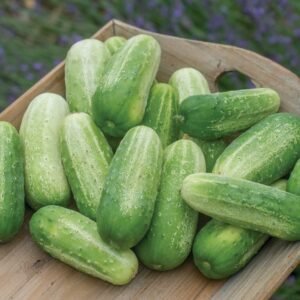 Cucumber Picklebush Seeds