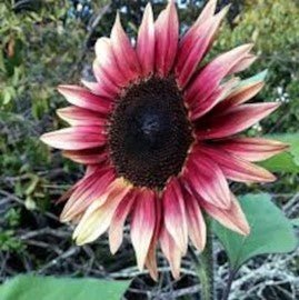Sunflower Pro-Cut Plum Seeds