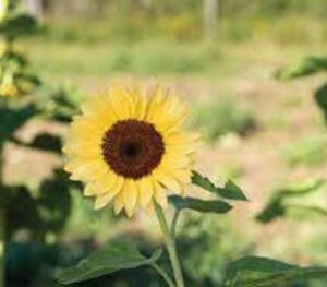 Sunflower Pro-Cut Peach Seeds