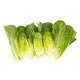 Lettuce Baby Cos Rabello RZ - LS11182 Seeds