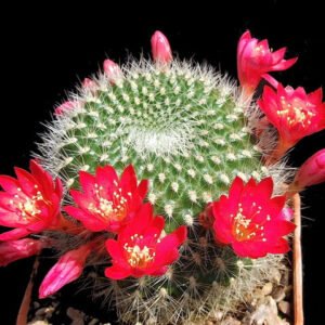Cactus - Rebutia xanthocarpa v. dasyphryssa Seeds