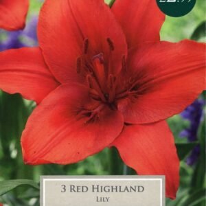 Taylors Flower - Lily - Red Highland - Asiatic Lilies - 3 Bulb
