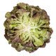 Lettuce Red Oakleaf Renai RZ- LS10937 Seeds