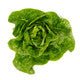 Lettuce Large Green Gem  Rianxo RZ (41-484) Seeds