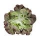 Lettuce Red Oakleaf Santurdai RZ - LS10711 Seeds