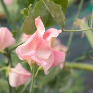 Unwins Flower Sweet Pea Emily - 21 Seeds