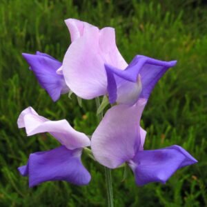 Sweet Pea Erewhon Seeds