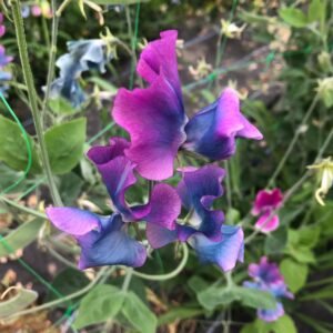 Unwins Flower Sweet Pea Blue Shift - 21 Seeds