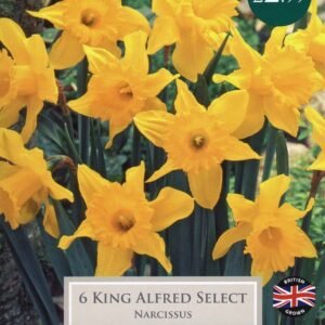 Taylors Daffodil - Narcissus King Alfred Select  12/14cm - 6 Bulbs