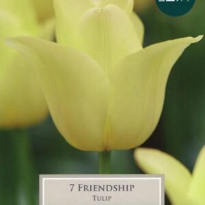 Taylors - Tulip Friendship - 11/12cm - 7 Bulbs