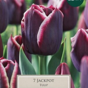 Taylors - Tulip Jackpot - 11/12cm - 7 Bulbs