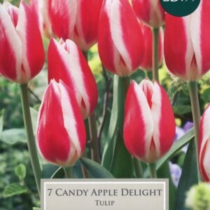 Taylors - Tulip Candy Apple Delight - 11/12cm - 7 Bulbs