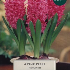 Taylors - Hyacinth Pink Pearl - 3 Indoor Prepared Bulbs