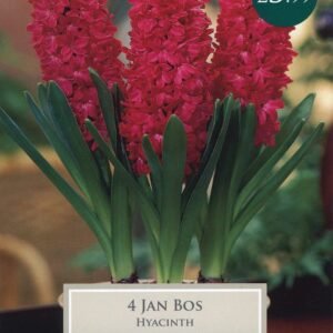 Taylors - Hyacinth Jan Bos Red - 3 Indoor Prepared Bulbs