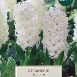 Taylors Hyacinth Carnegie - 5 Bulbs