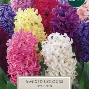 Taylors - Hyacinth Mixed Colours - 5 Bulbs