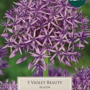 Taylors - Allium Violet Beauty - Pack of 5 Bulbs