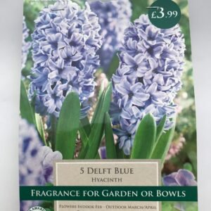 Taylors Hyacinth Delft Blue - 5 Bulbs