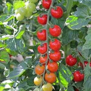 Tomato Toddler F1 Hybrid Seeds