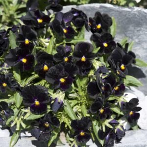 Viola Back to Black Seeds