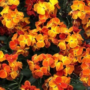 Wallflower Sugar Rush Orange Seeds