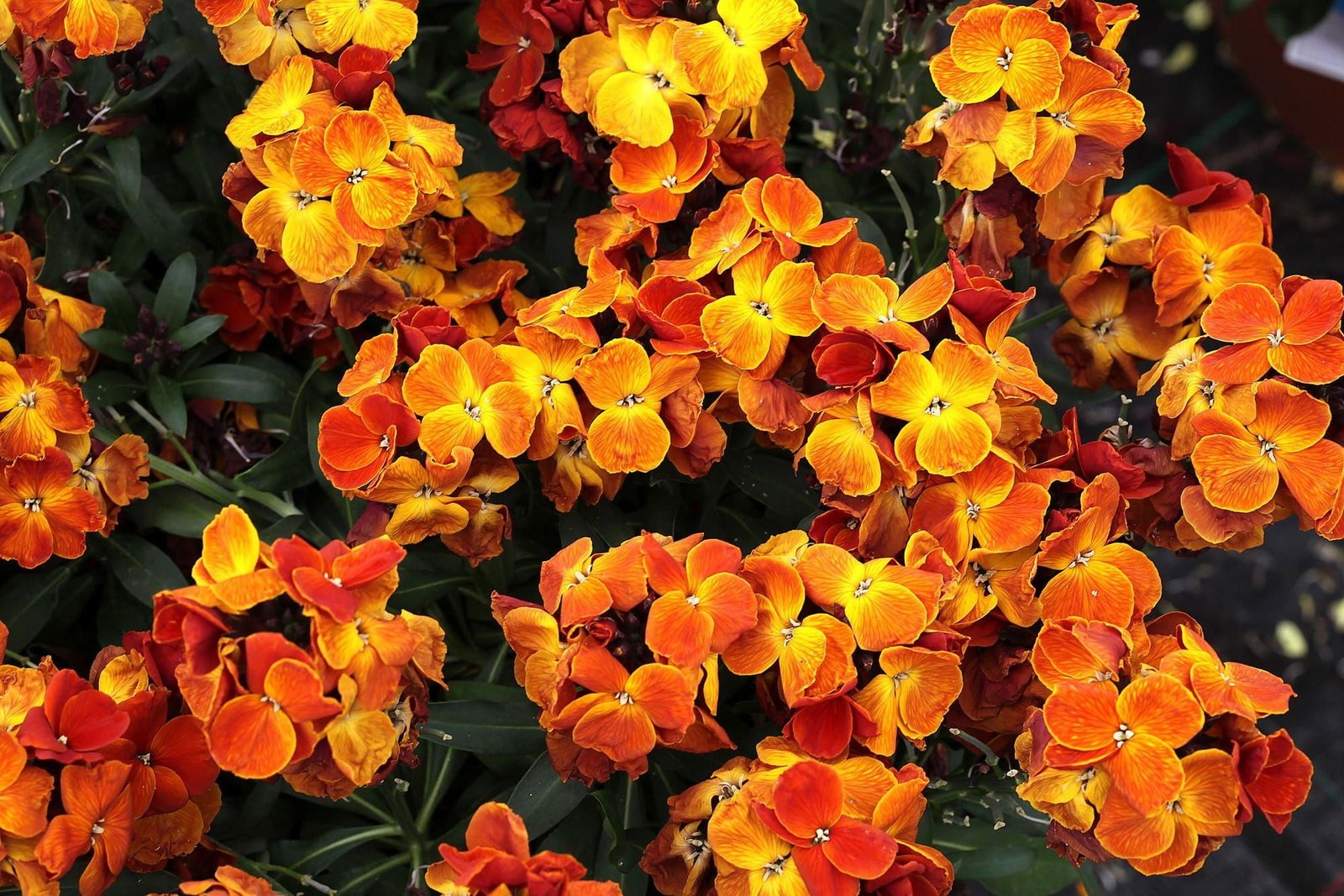 Wallflower_Sugar_Rush_Orange_comp_03d2a071-82e9-4e6a-a6a6-c654f69c6793.jpg