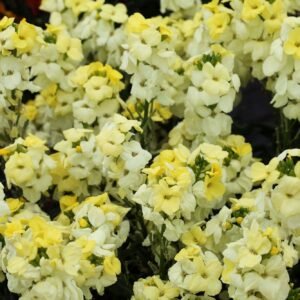 Wallflower Sugar Rush Primrose Seeds