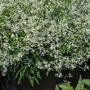 Euphorbia Glamour Seeds