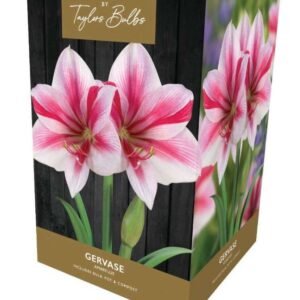 Taylors Amaryllis Bulb Gift Pack Gervase - Pink and White