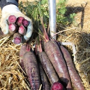 Carrot Purple Sun F1 Hybrid Seeds