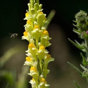 Wild Flower Common Toadflax Linaria vulgaris Seeds