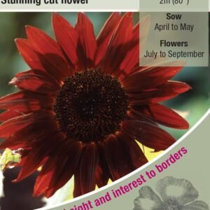 Kings Seeds  Sunflower Claret F1 Seeds