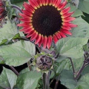 Sunflower Desire Red Seeds