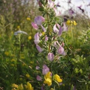 Wild Flower Spiny Restharrow Ononis spinosa Seeds