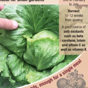 Kings Seeds  Lettuce Miniko Seeds