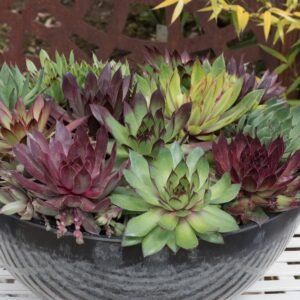 Sempervivum  Hippie Chicks Seeds