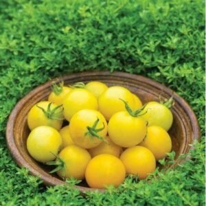 Tomato Honey Delight F1 Hybrid Seeds