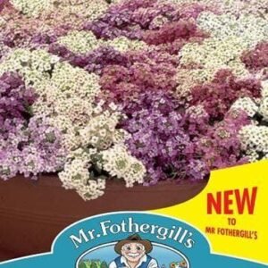 Mr Fothergills - Flower - Alyssum Aphrodite Mixed - 150 Seeds