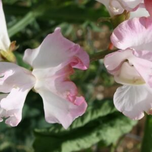 Sweet Pea Anniversary Seeds