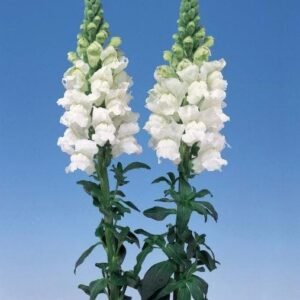Antirrhinum Admiral White F1 Hybrid Seeds