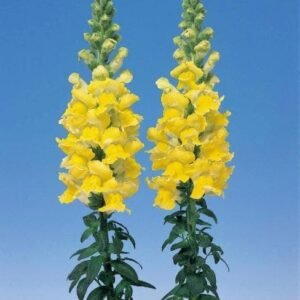Antirrhinum Admiral Yellow F1 Hybrid Seeds