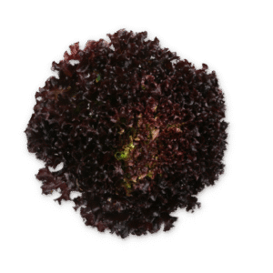 Lettuce Salanova Audex RZ (79-IN3978) Untreated Seeds