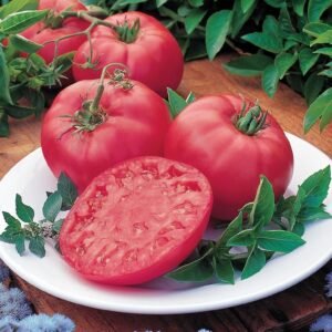 Tomato Brandy Boy F1 Hybrid Seeds