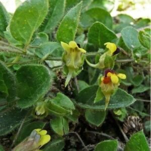 Wild Flower RoundLeaved Fluellen Kickxia spuria Seeds