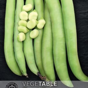 Thompson & Morgan Kew Vegetable Broad Bean Luz de Otono - 30 Seeds