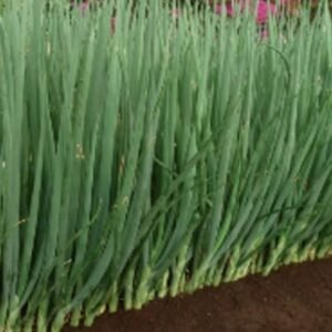 Organic Spring Onion Parade Seed