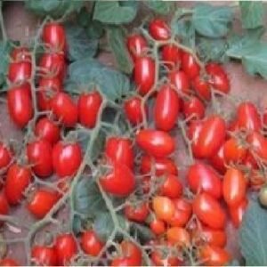 Tomato Modus F1 Hybrid Seeds